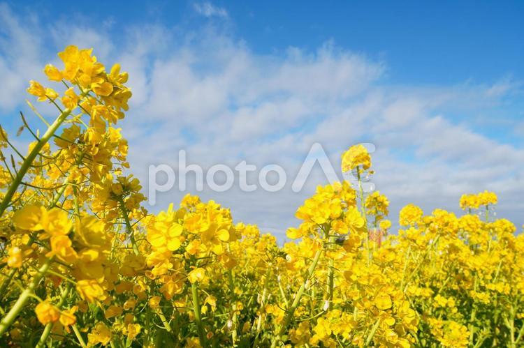 青空と菜の花の絶景 菜の花,花,黄色の写真素材