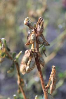 できの悪い丹波黒豆　葉を切り収穫前乾燥中 丹波黒豆,丹波種黒豆,黒豆の写真素材