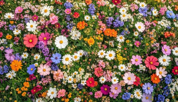 花畑を真上から見た背景写真素材 花畑を真上から見た背景写真素材の写真