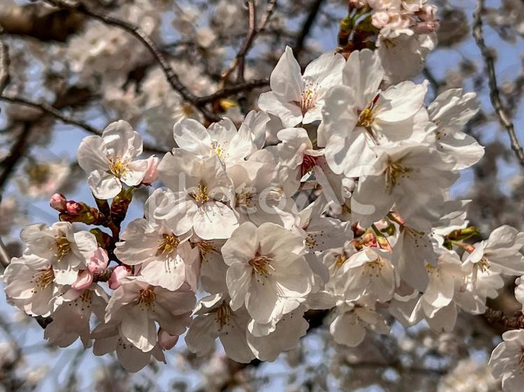 桜の花 植物,樹木,花木の写真素材