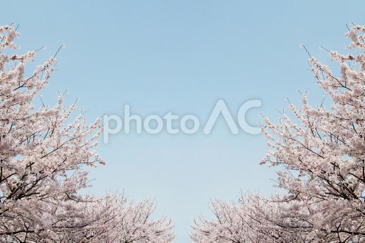 桜並木と青空 さくら,春,背景の写真素材
