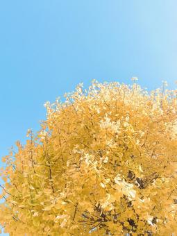 イチョウと青空 イチョウ,葉,黄色の写真素材