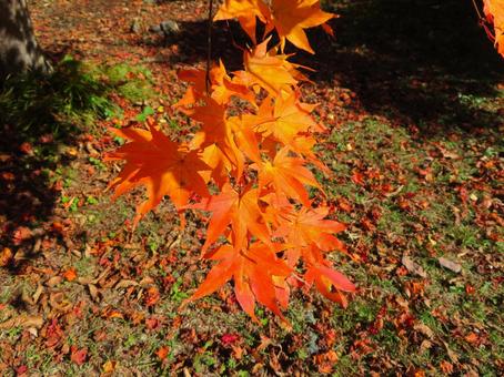 Autumn leaves, JPG Autumn leaves, JPG