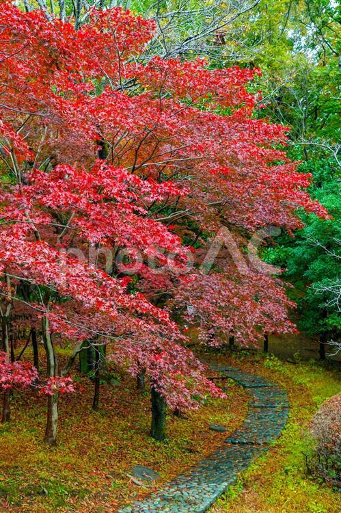 生田緑地の紅葉と敷石 生田緑地,日本,関東地方の写真素材