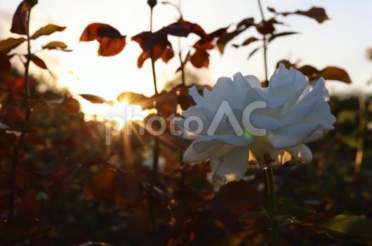 夕焼けと秋のバラ 薔薇,バラ,ばらの写真素材
