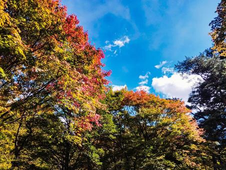 塩原の秋の空 紅葉,塩原温泉,秋の写真素材