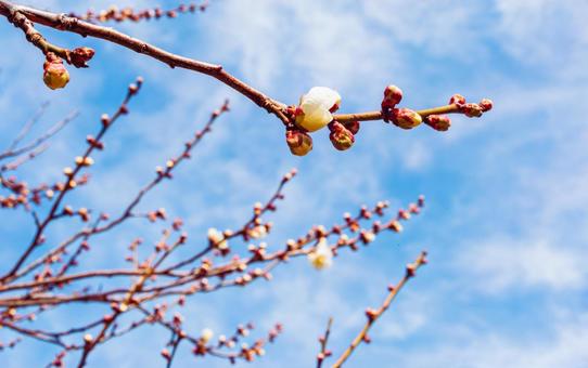 本庄運動公園 梅の花4ー68 本庄運動公園 梅の花4ー68の写真