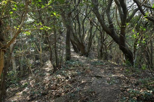 由良岬灯台と由良岬御所跡への道の写真