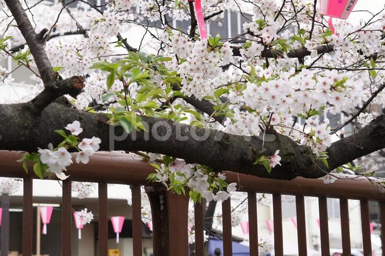 東京都目黒区中目黒川沿いの桜 ソメイヨシノ,春,ピンクの写真素材
