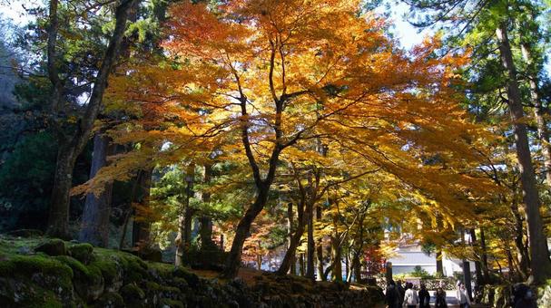 紅葉の永平寺:4 紅葉の永平寺:4 永平寺,紅葉,もみじの写真素材