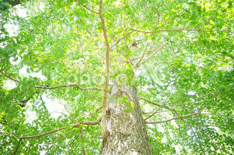 緑葉が美しい開放感のある大樹 大樹,木漏れ日,緑の写真素材