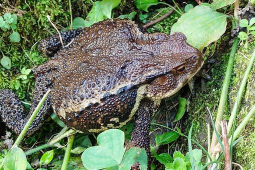 ヒキガエル ひき蛙,蛙,ニホンヒキガエルの写真素材