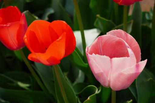 tulip red pink, JPG