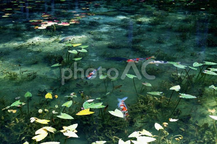 岐阜県関市　絵画の風景のようなモネの池 モネの池,名もなき池,透明度の写真素材