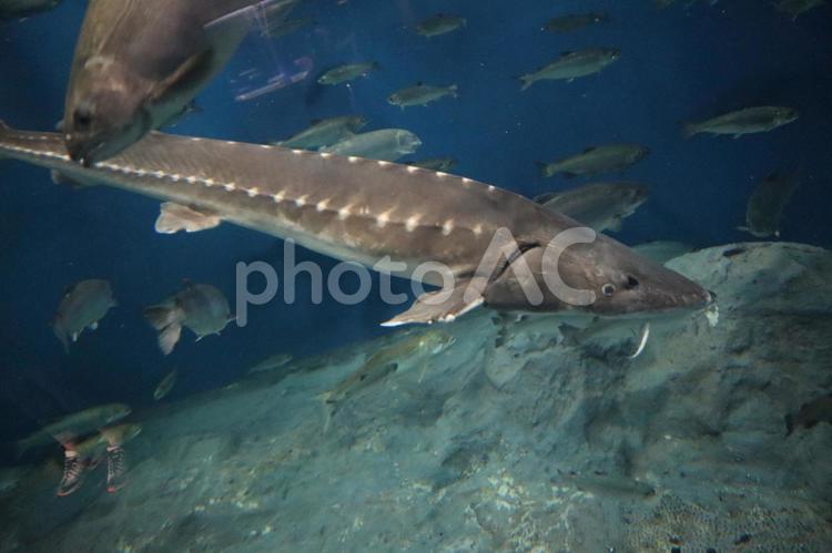 水槽を泳ぐアムールチョウザメ アムールチョウザメ,チョウザメ,淡水魚の写真素材