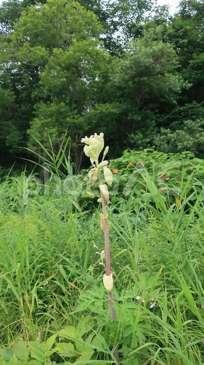 珍しいエゾニュウ　北海道　巨大で白い花 エゾニュウ,蝦夷ニュウ,植物の写真素材