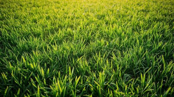 光があたる緑の美しい草むら 光があたる緑の美しい草むらの写真