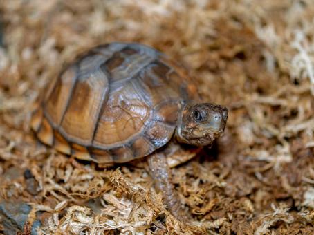 Close-up of a three-toed box turtle, mitsuyubihakogame, box turtle, turtle, JPG
