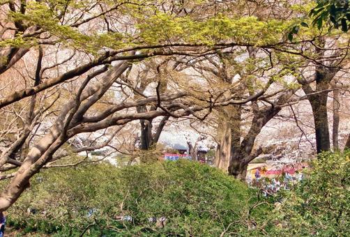 クネクネの樹々の風景-5 クネクネの樹々の風景-5の写真