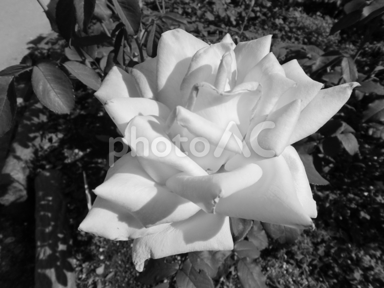 白黒写真の薔薇の花 バラ,花,flowerの写真素材