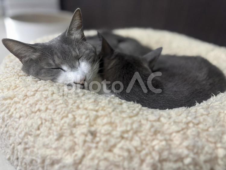 仲良く寝る猫兄妹 猫,ねこ,catの写真素材