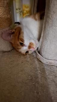 猫 横向き 猫 横向きの写真