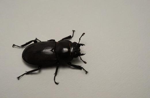 コクワガタのメス コクワガタのメス コクワガタ,クワガタ,昆虫の写真素材