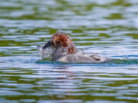 池を泳ぐホシハジロのオス ホシハジロ,鴨,野鳥の写真素材