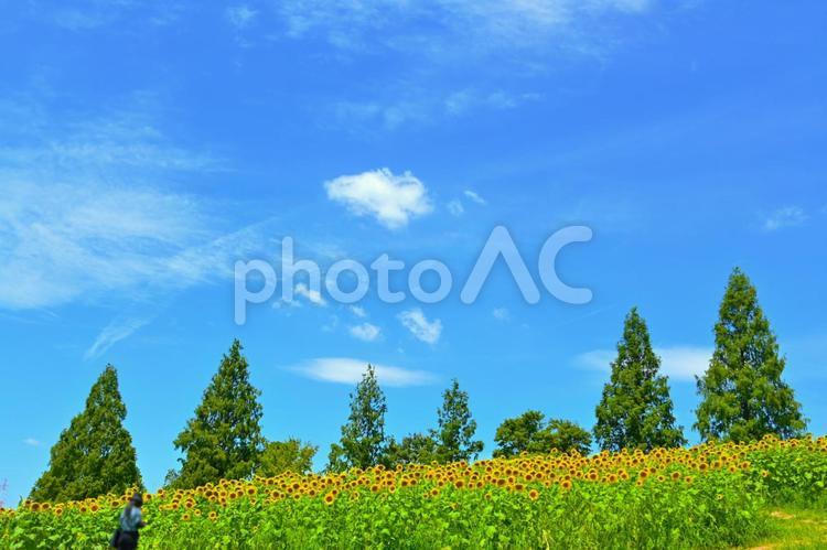 青空とひまわり畑　愛知牧場 ひまわり,向日葵,花の写真素材