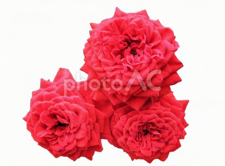 花　切り抜き素材（赤いバラ） 花,切り抜き,psdの写真素材