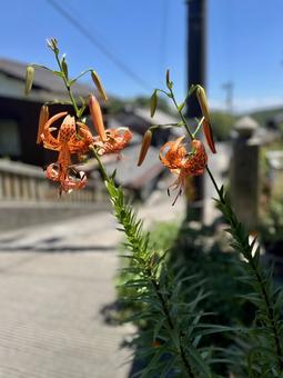 路地裏に咲くひまわりの花2 路地裏に咲くひまわりの花2の写真
