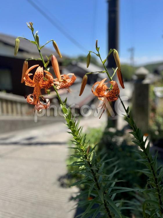路地裏に咲くひまわりの花2 オニユリ,オレンジの花,美しいの写真素材
