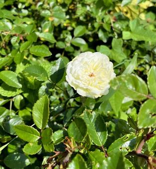 バラの花 バラの花の写真