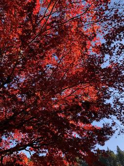 紅葉 紅葉,秋,赤の写真素材