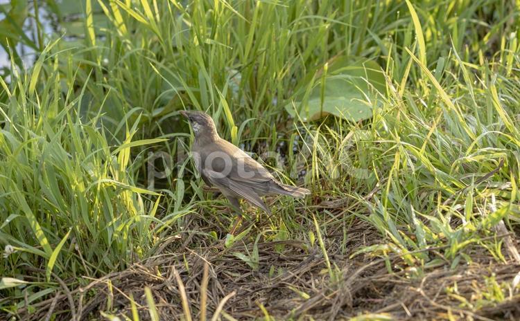 エサを探すムクドリの幼鳥 ムクドリ,幼鳥,鳥の写真素材