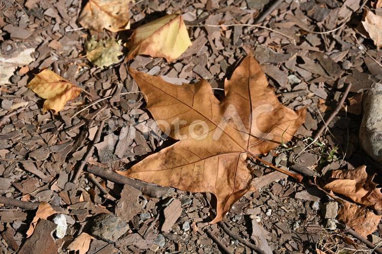 枯れ葉・落ち葉・秋のイメージ：背景素材テクスチャ 枯れ葉,落ち葉,紅葉の写真素材