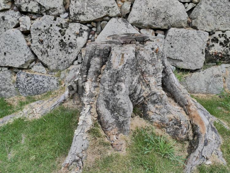 切り株と石垣　stump 切り株,植物,自然の写真素材