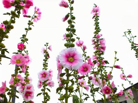 真ん中がピンク色の可愛いタチアオイの写真