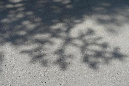 地面に映える木の葉の影 美しい木漏れ日 地面に映える木の葉の影 美しい木漏れ日の写真