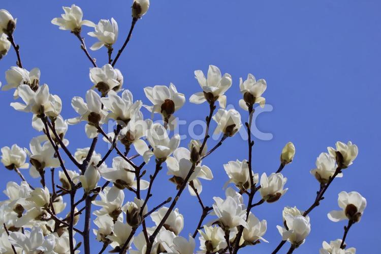 青空に満開の白木蓮 白木蓮,ハクモクレン,きれいの写真素材