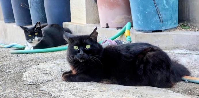 まったりタイム 猫,生き物,動物の写真素材