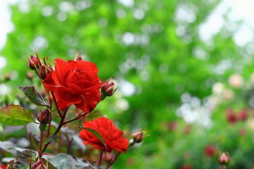 rose, JPG rose, JPG