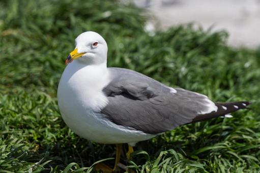 Photo, female cat, black-tailed gulls at kabushima shrine, bird, 