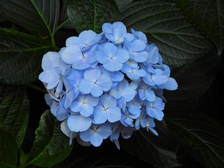 水色のアジサイの花3 水色のアジサイの花3の写真