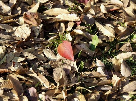 秋の景色 秋,枯れ葉,落葉の写真素材