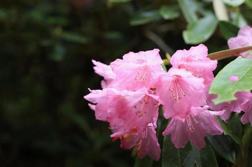 石楠花 石楠花の写真