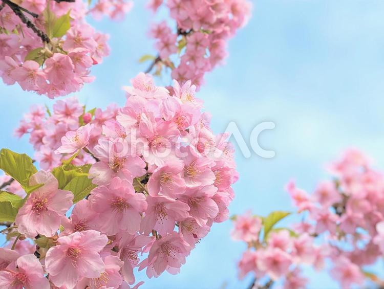 青空に映える満開の河津桜５ 桜,さくら,サクラの写真素材