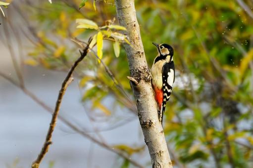 アカゲラ⑽ 鳥,アカゲラ,キツツキの写真素材