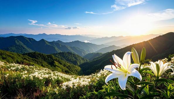 白いテッポウユリの花 白いテッポウユリの花の写真