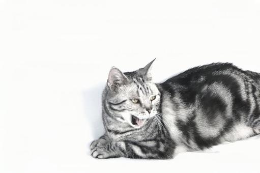 cat, JPG cat, JPG